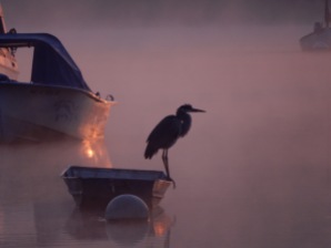 Fall sunrise with a pelican