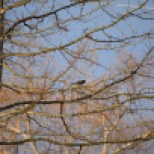 Red-winged blackbird in a dawn-lit tree